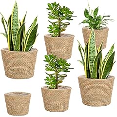 Mumufy pcs seagrass for sale  Delivered anywhere in USA 