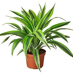 Dracaena deremensis lemon for sale  Delivered anywhere in USA 