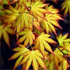 Usato, Acero rosso giapponese"Acer palmatum Katsura" pianta in vaso ø11 cm usato  Spedito ovunque in Italia 