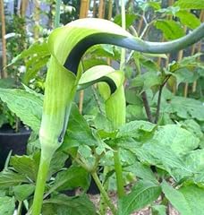 Arisaema tortuosum whipcord for sale  Delivered anywhere in USA 