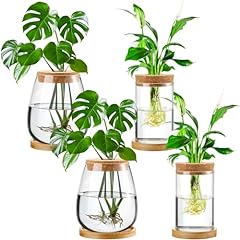 Layhit pcs plants for sale  Delivered anywhere in USA 