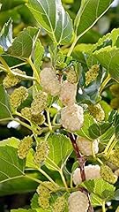 Generic year old for sale  Delivered anywhere in USA 