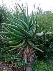 Aloe arborescens succulent for sale  Delivered anywhere in USA 