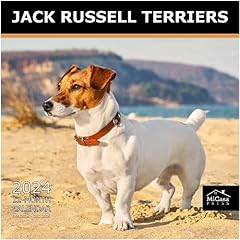 Micasa jack russell for sale  Delivered anywhere in USA 