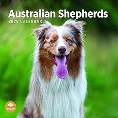 2025 australian shepherds for sale  Delivered anywhere in USA 