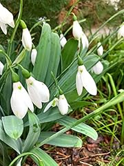 Bulbs giant snowdrop for sale  Delivered anywhere in UK