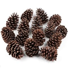 giant pine cones for sale  Delivered anywhere in UK