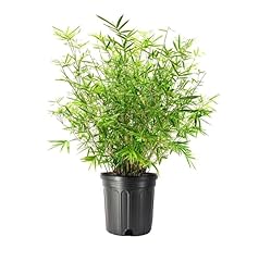 Golden goddess hedge for sale  Delivered anywhere in USA 