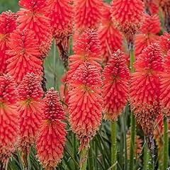 Kniphofia poco red for sale  Delivered anywhere in UK