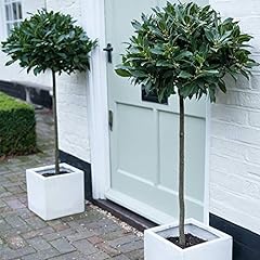 Bay tree standard for sale  Delivered anywhere in Ireland