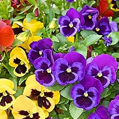 Flowering plants pansy for sale  Delivered anywhere in Ireland