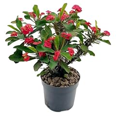 Fangblatt euphorbia milii gebraucht kaufen  Wird an jeden Ort in Deutschland
