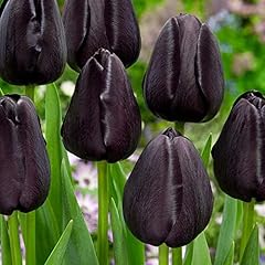 Tulpenzwiebeln königin nacht gebraucht kaufen  Wird an jeden Ort in Deutschland