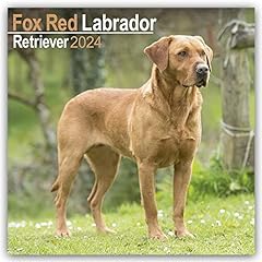 Labrador ret 2024 for sale  Delivered anywhere in UK