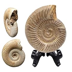 Fossile ammonite spécimen d'occasion  Livré partout en France