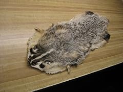 Tanned badger hide for sale  Delivered anywhere in USA 