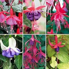 Hardy fuchsia collection for sale  Delivered anywhere in UK