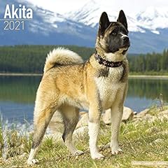 Akita 2021 calendar for sale  Delivered anywhere in Ireland