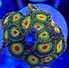 Coralslover live saltwater for sale  Delivered anywhere in USA 