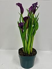 Live purple calla for sale  Delivered anywhere in USA 