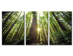 Looking redwood forest for sale  Delivered anywhere in USA 
