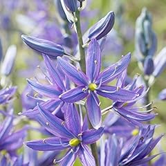 Camassia quamash seeds for sale  Delivered anywhere in USA 