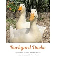 Backyard ducks year for sale  Delivered anywhere in UK