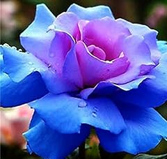 Blue stifling remorse for sale  Delivered anywhere in UK
