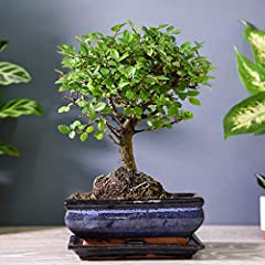 Bonsai zelkova ceramic for sale  Delivered anywhere in UK