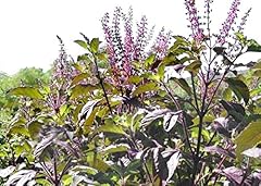 100 krishna tulsi for sale  Delivered anywhere in USA 