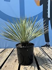 Yucca rostrata cm usato  Spedito ovunque in Italia 