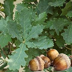 Quercus robur english for sale  Delivered anywhere in UK