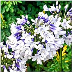 Agapanthus twister multi for sale  Delivered anywhere in Ireland