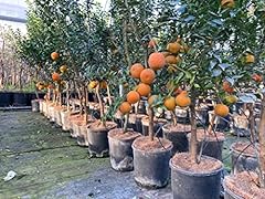 Chinotto pianta citrus usato  Spedito ovunque in Italia 