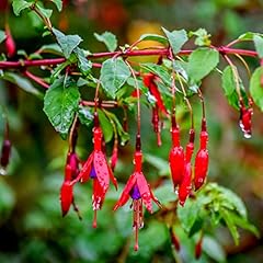 Hardy fuchsia fuchsia for sale  Delivered anywhere in UK