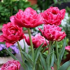 Pcs tulpenzwiebeln winterhart gebraucht kaufen  Wird an jeden Ort in Deutschland