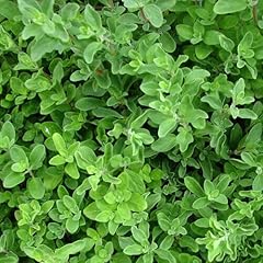 Marjoram compact oreganum for sale  Delivered anywhere in UK