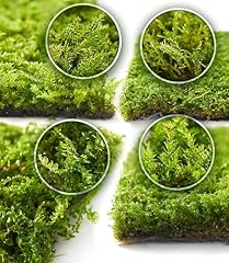 Live moss pack for sale  Delivered anywhere in USA 