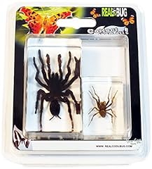 Realbug tarantula spider for sale  Delivered anywhere in USA 