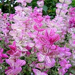 Clary sage pink for sale  Delivered anywhere in USA 