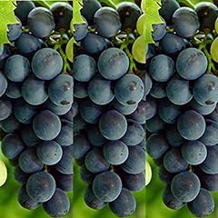 Grape vitis boskoop for sale  Delivered anywhere in UK