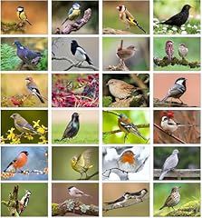 British garden birds for sale  Delivered anywhere in UK