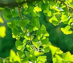 Ginkgo biloba fächerblattbaum gebraucht kaufen  Wird an jeden Ort in Deutschland