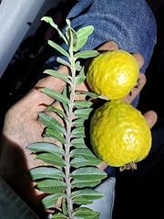 Dwarf guava guava for sale  Delivered anywhere in USA 
