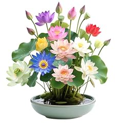 30pcs premium lotus for sale  Delivered anywhere in USA 