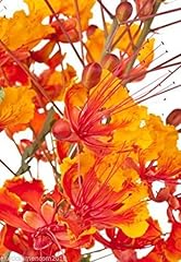 Wundervolle blüten caesalpini gebraucht kaufen  Wird an jeden Ort in Deutschland