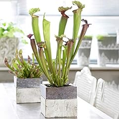 Sarracenia smoorii trumpet for sale  Delivered anywhere in UK
