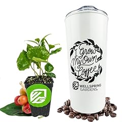 Coffee live plant for sale  Delivered anywhere in USA 