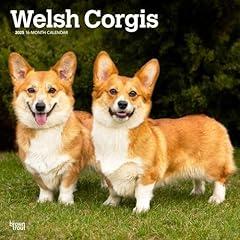Welsh corgis 2025 for sale  Delivered anywhere in UK