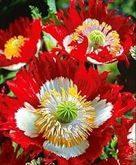 100 seeds poppy for sale  Delivered anywhere in UK